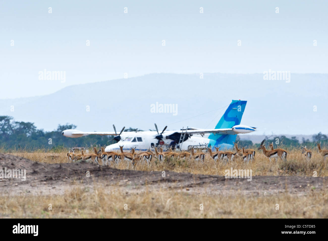 Flugzeug gewartet am Olkiombo Airstrip mit Thompson Gazelle im Vordergrund. Masai Mara National Reserve, Kenia. Stockfoto