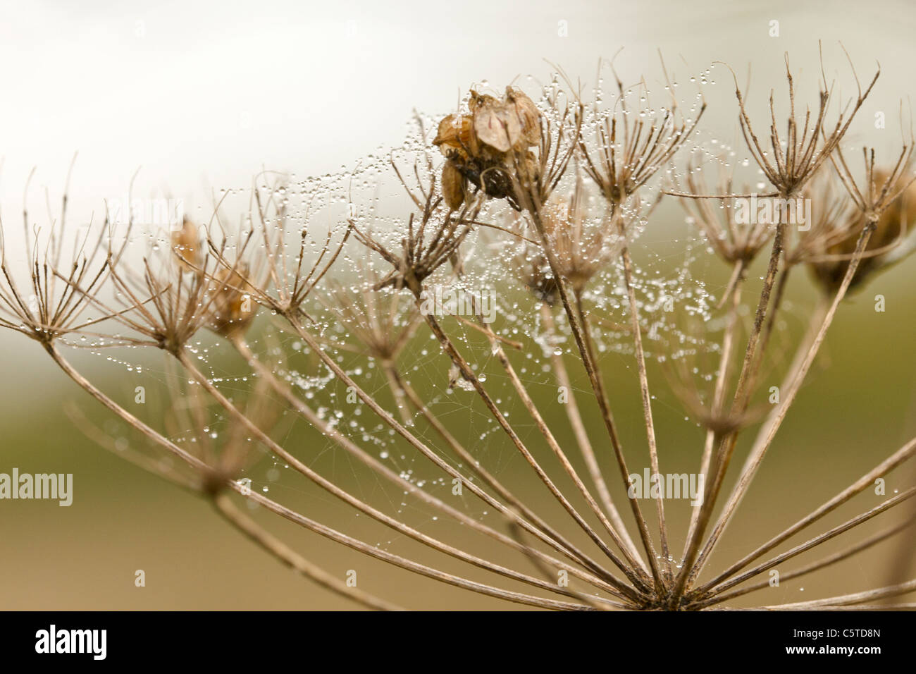 Doldenblütler Saatgut Kopf mit Spinnen Web und Tau Stockfoto