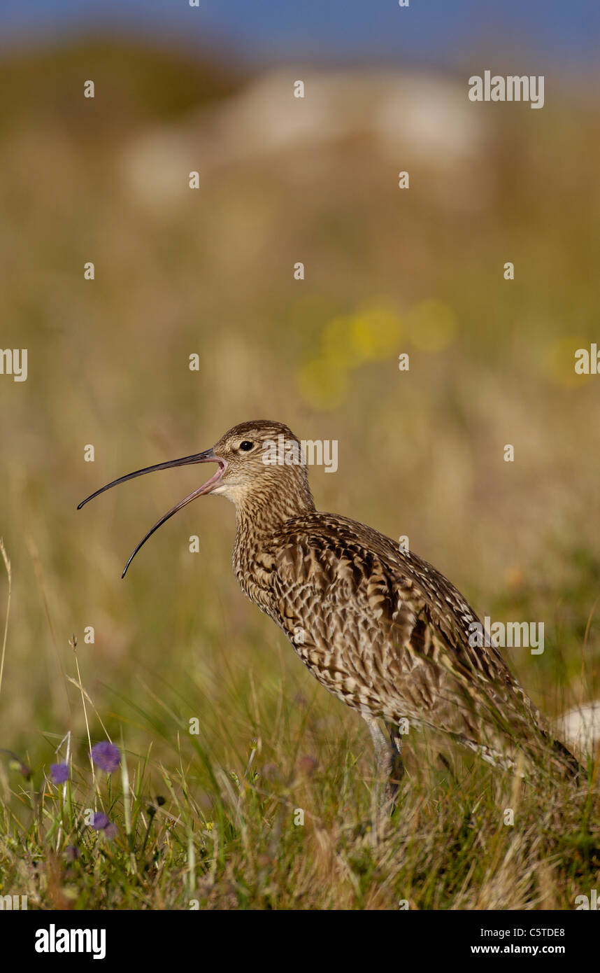 BRACHVOGEL Numenius Arquata Profil eines Erwachsenen unter Wildblumen aufrufen. Juli. Shetland-Inseln, Schottland, UK Stockfoto