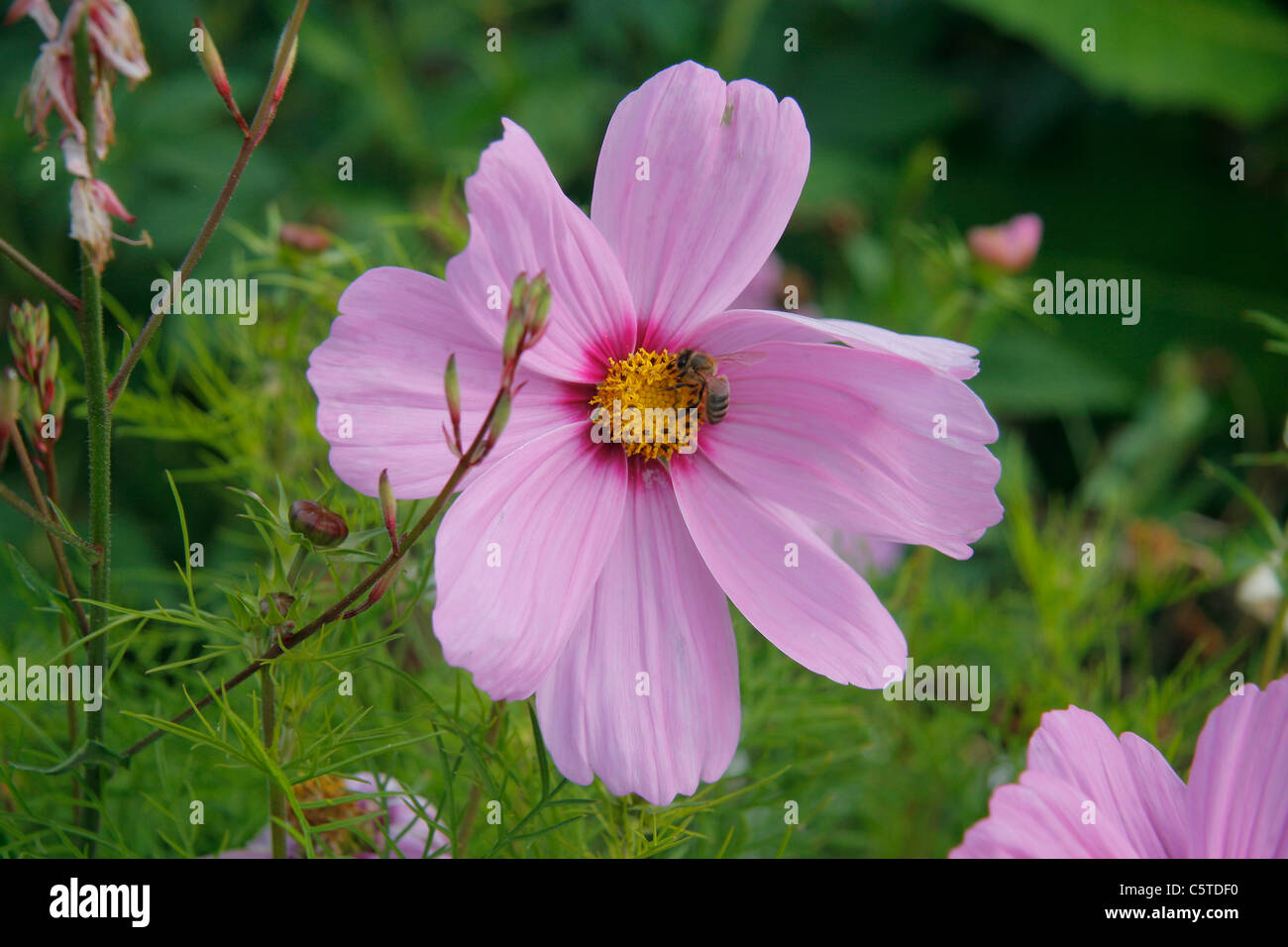 Biene auf einer Blüte Kosmos im Garten (Cosmos Bipinnatus). Jährliche