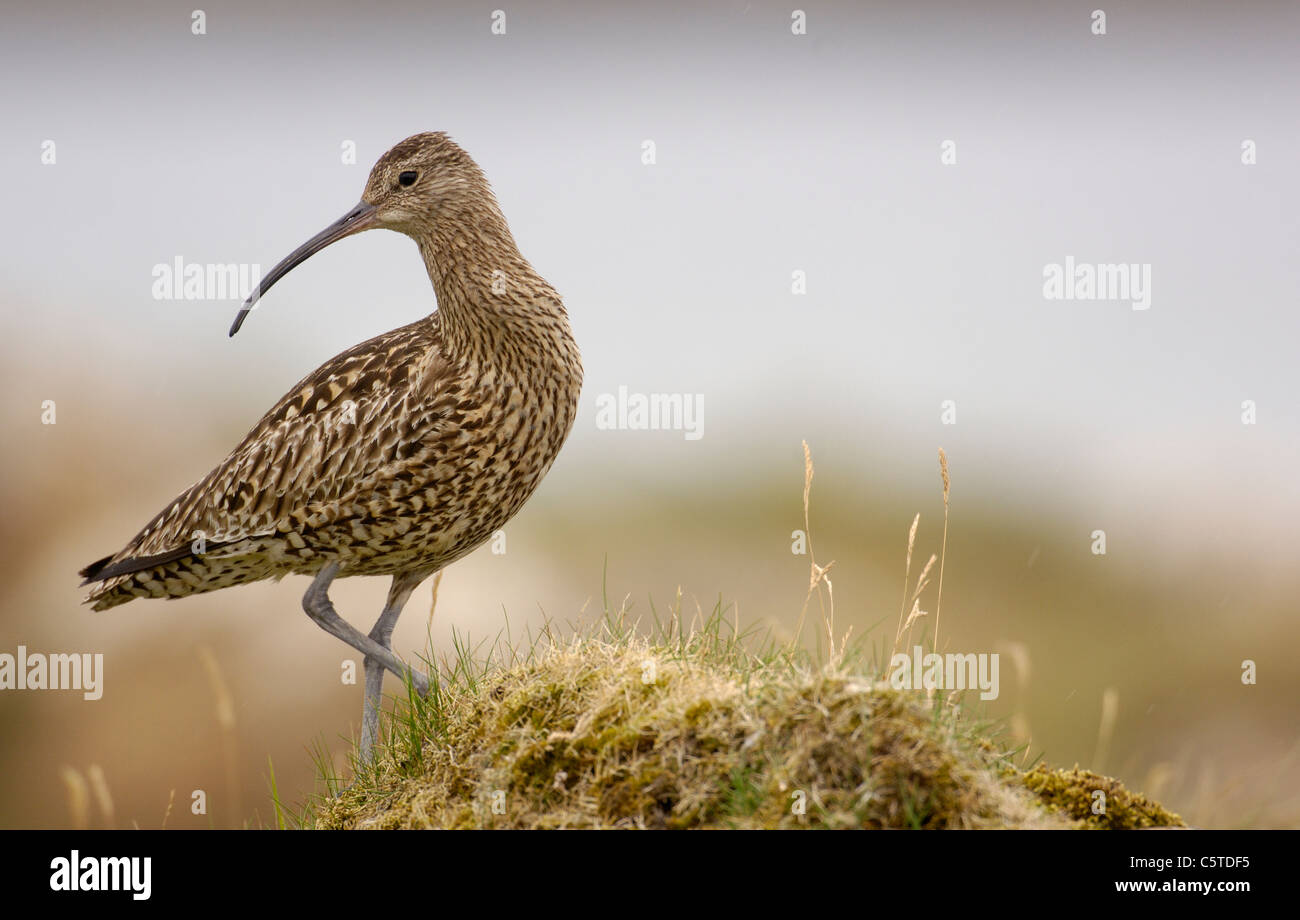 BRACHVOGEL Numenius Arquata Porträt eines Erwachsenen auf einem grasbewachsenen Hügel. Juli.  Shetland-Inseln, Schottland, UK Stockfoto