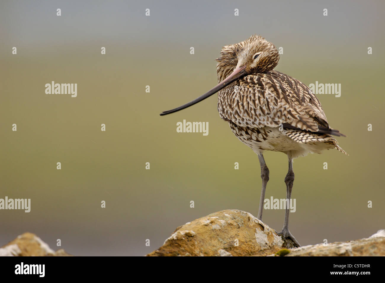 BRACHVOGEL Numenius Arquata Porträt eines Erwachsenen putzen, während auf einer Steinmauer thront. Juli.  Shetland-Inseln, Schottland, UK Stockfoto