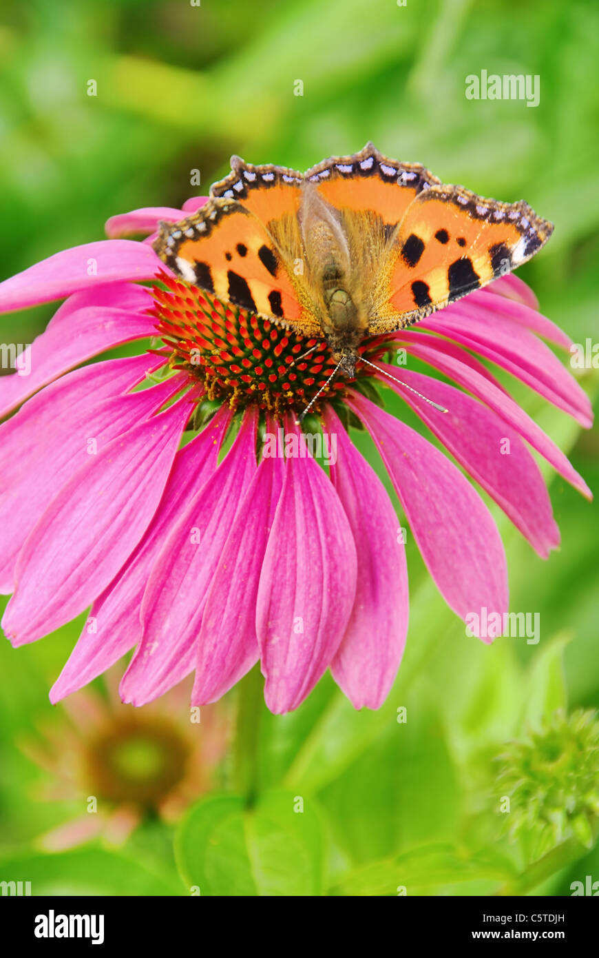 Tagpfauenauge Auf Purpursonnenhut - Europäische Pfau auf lila Sonnenhut-02 Stockfoto