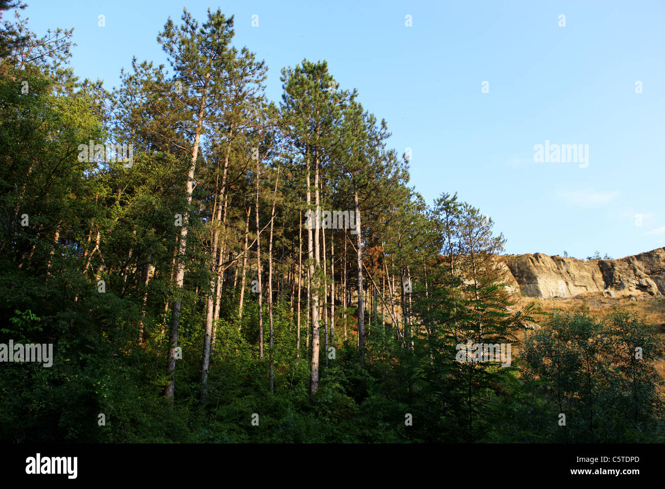 Park-Natur-Landschaft Stockfoto