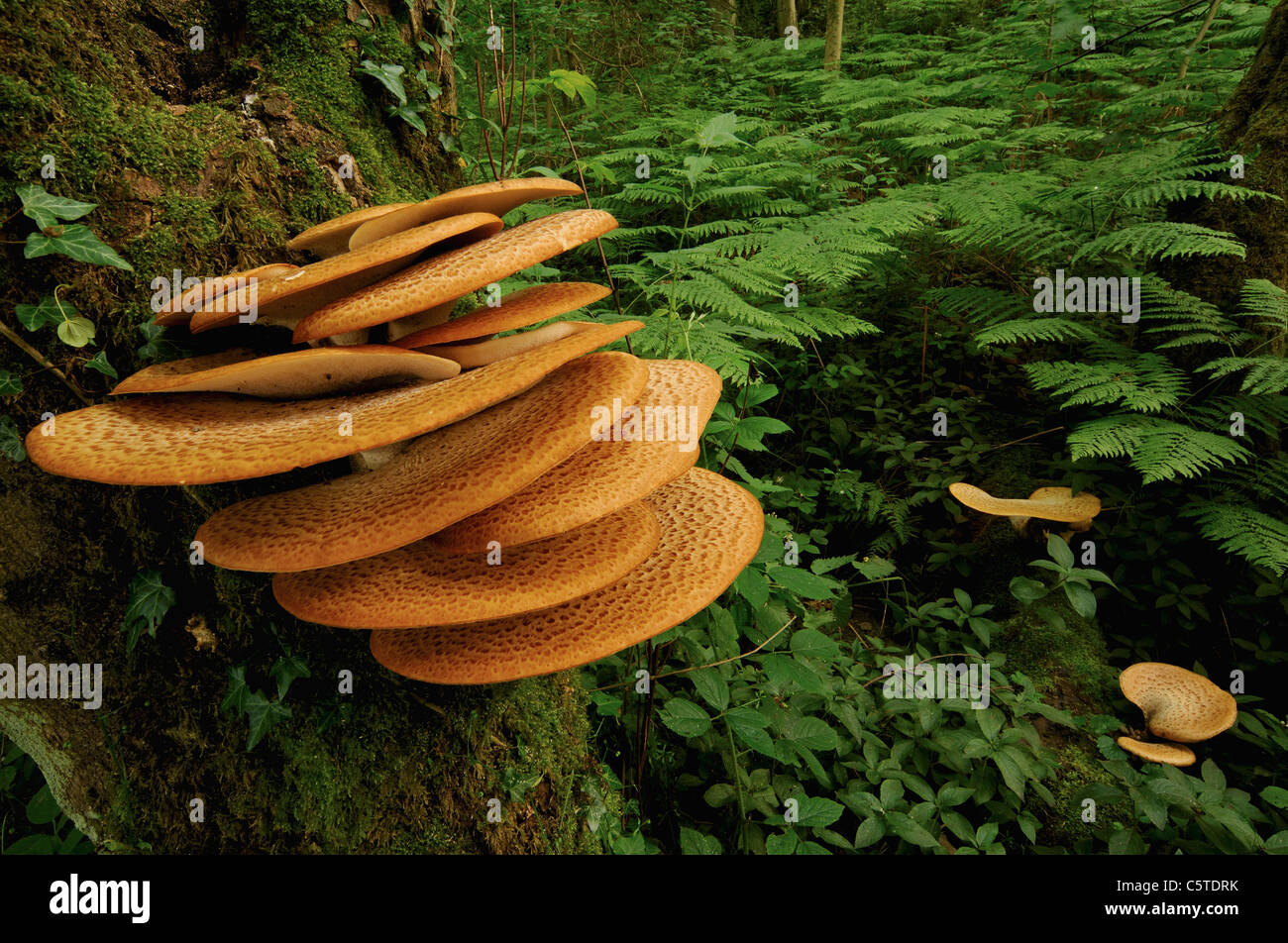 Die Dryade Sattel Polyporus an außergewöhnliches Beispiel für diese Polypore Pilz wächst in einem Laubwald.  Derbyshire, UK Stockfoto