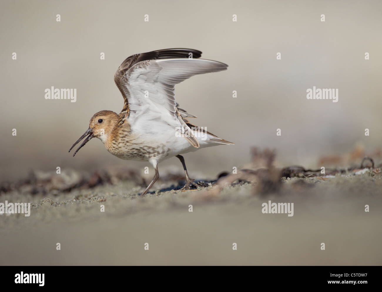 Alpenstrandläufer Calidris Alpina ein Erwachsener eine aggressive erhoben werden in einem Rechtsstreit über Gebiet. Shetland-Inseln, Schottland, UK Stockfoto