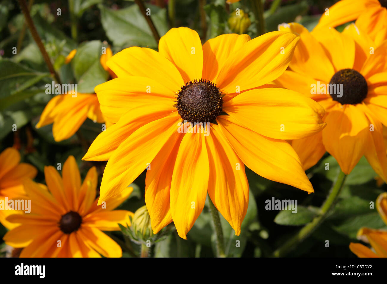 Rudbeckien (Sorte: Black Eyed Susan) "Indian Summer" in der Blüte im Garten (Rudbeckia hirta). Mehrjährig. Stockfoto