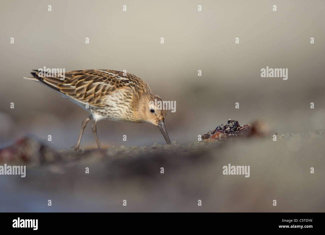 Alpenstrandläufer Calidris Alpina ein Erwachsener auf der Wasserlinie an einem abgelegenen Strand Futter. September. Shetland-Inseln, Großbritannien Stockfoto