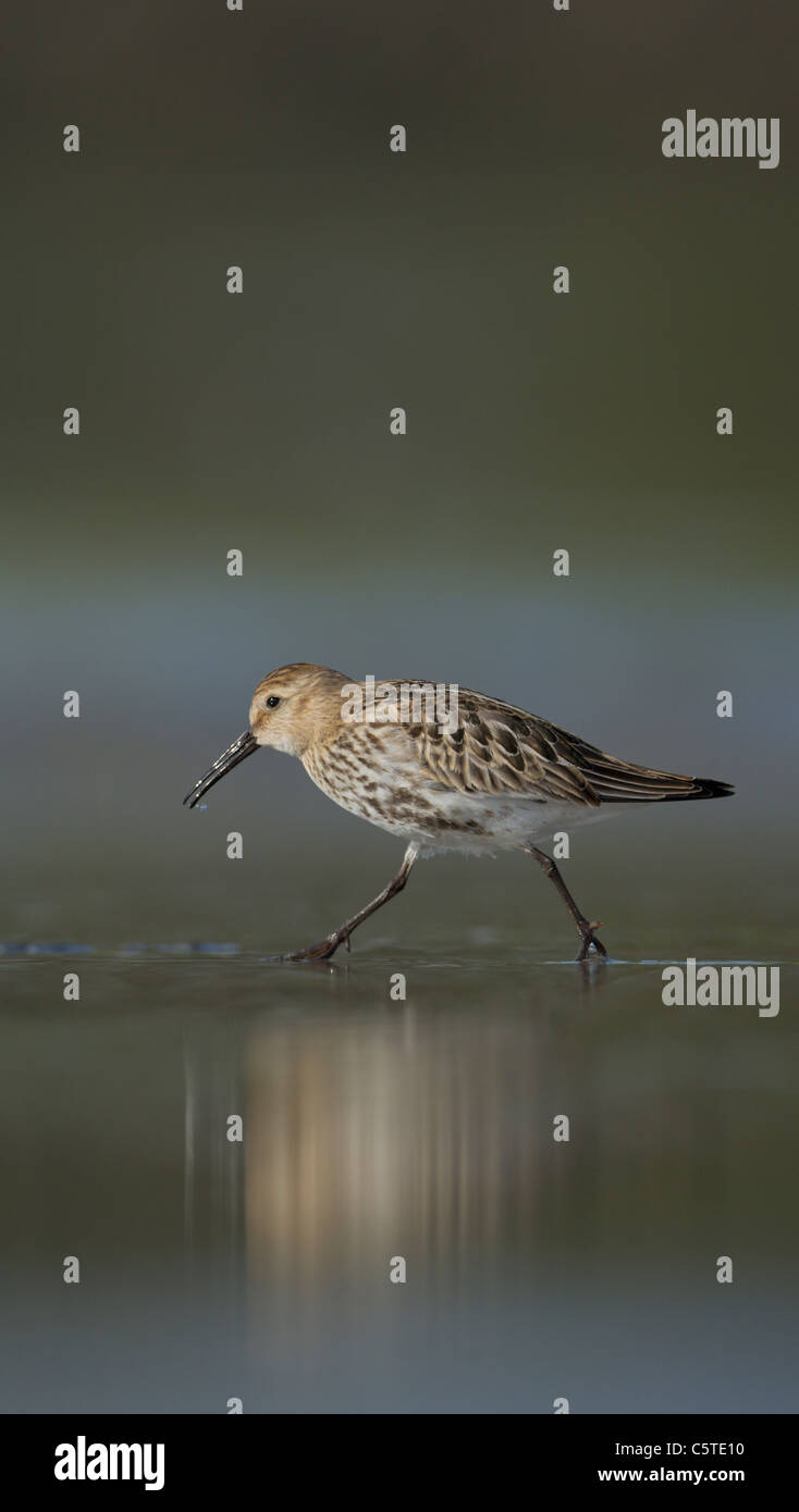 Alpenstrandläufer Calidris Alpina ein Erwachsener läuft an einem Strand in der Sonne am Abend. September. Shetland-Inseln, Großbritannien Stockfoto