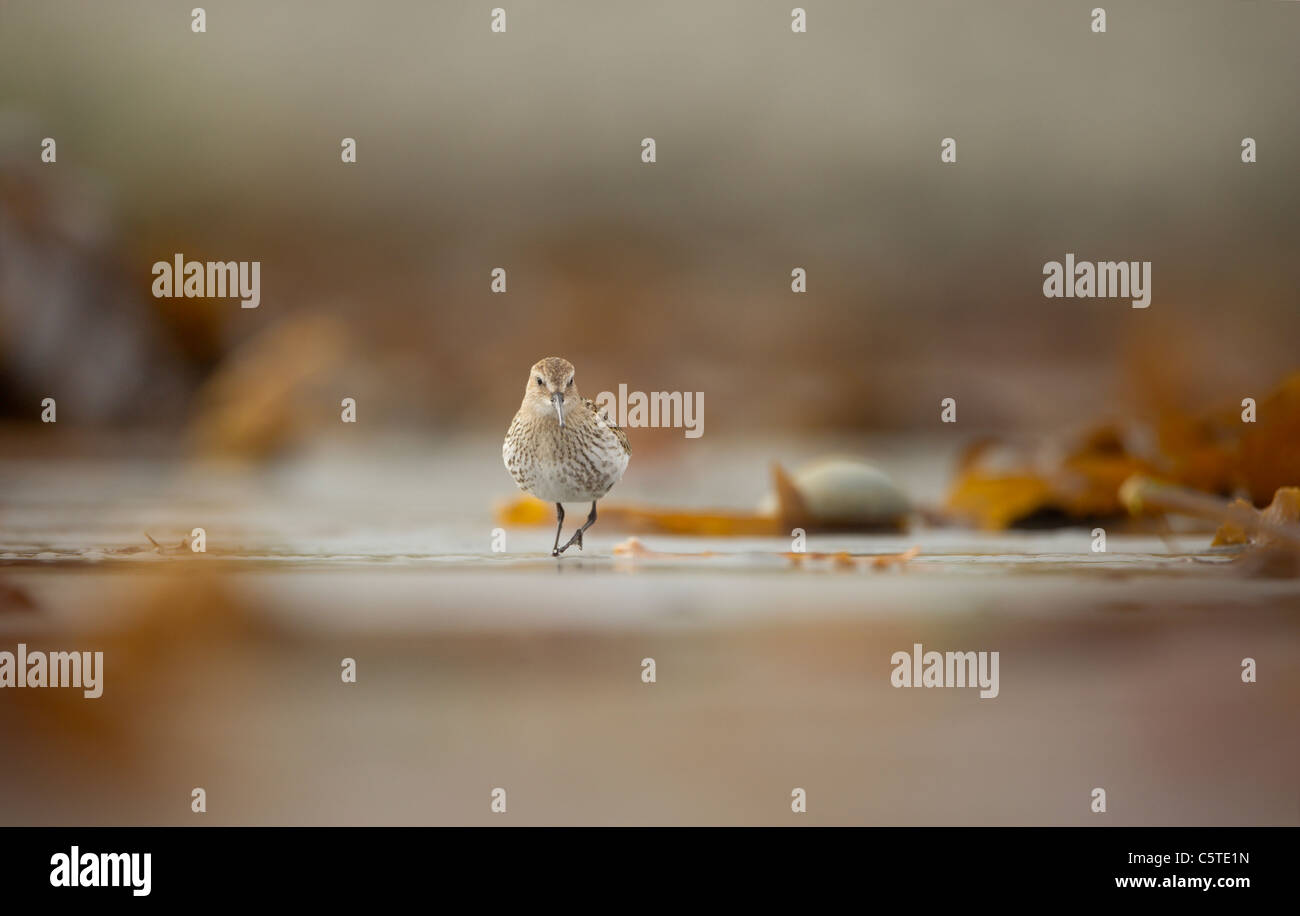 Alpenstrandläufer Calidris Alpina ein Erwachsener Nahrungssuche unter den Algen, die an einem einsamen Strand gespült hat. September. Shetland-Inseln, Großbritannien Stockfoto