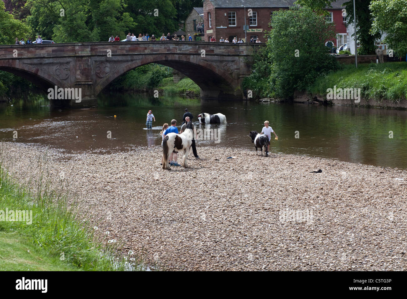 Zigeuner Pferde in den Fluss Eden an Appleby Horse Fair, Appleby in Westmoreland zu waschen. Stockfoto