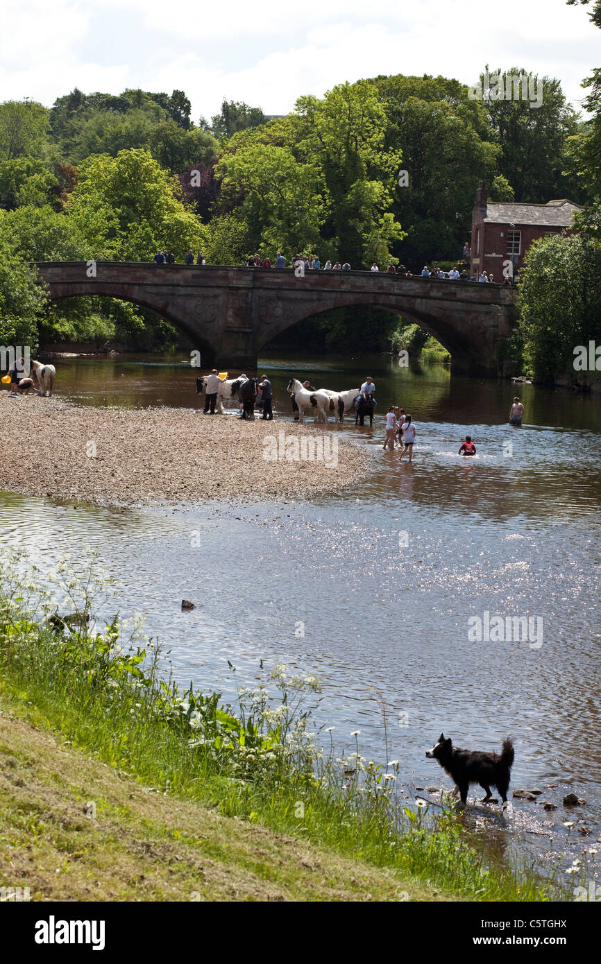 Zigeuner Pferde in den Fluss Eden an Appleby Horse Fair, Appleby in Westmoreland zu waschen. Stockfoto