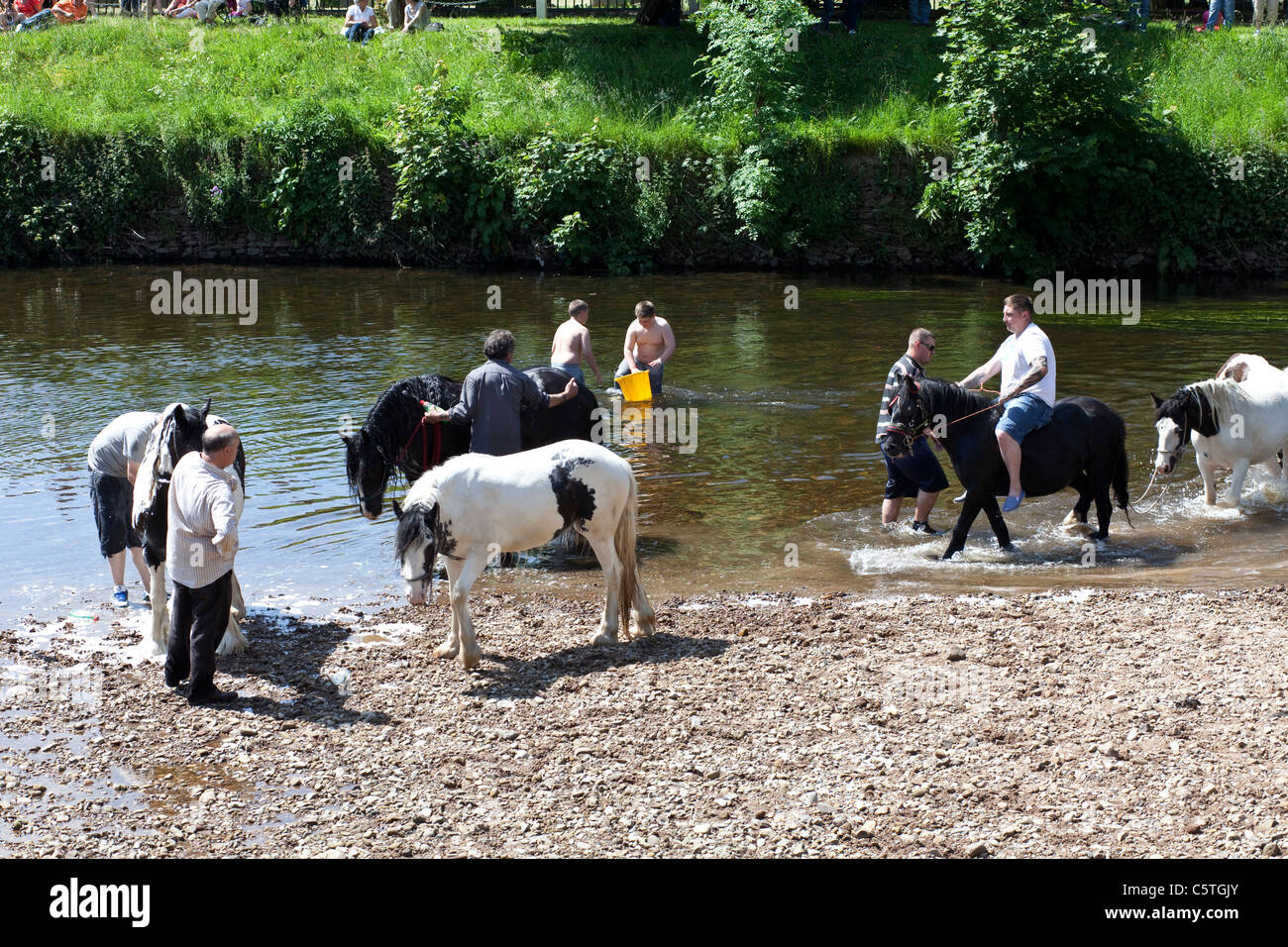 Zigeuner Pferde in den Fluss Eden an Appleby Horse Fair, Appleby in Westmoreland zu waschen. Stockfoto