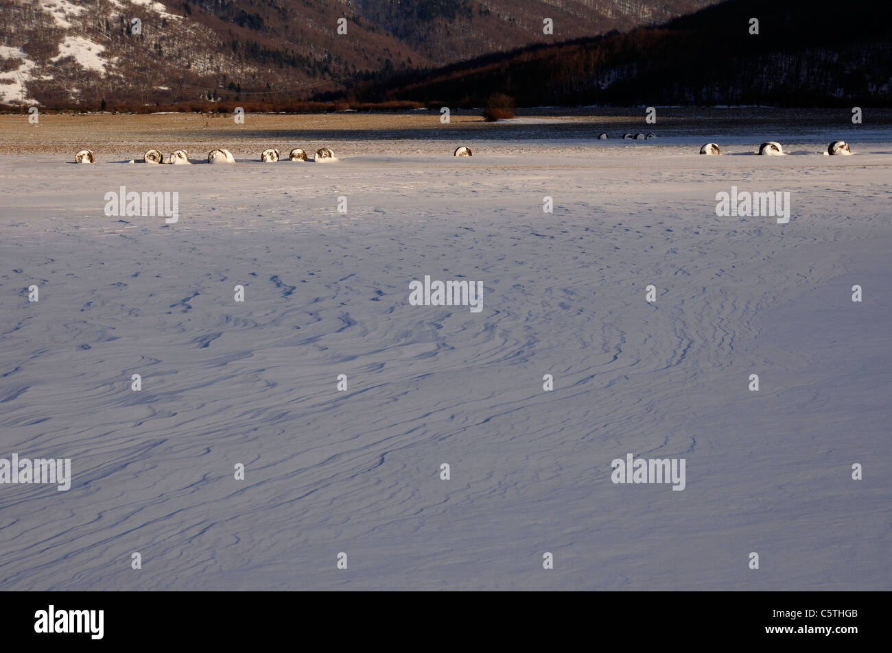 Strohballen auf einem Feld im Winter, Licko Polje, Gorski Kotar, Kroatien Stockfoto