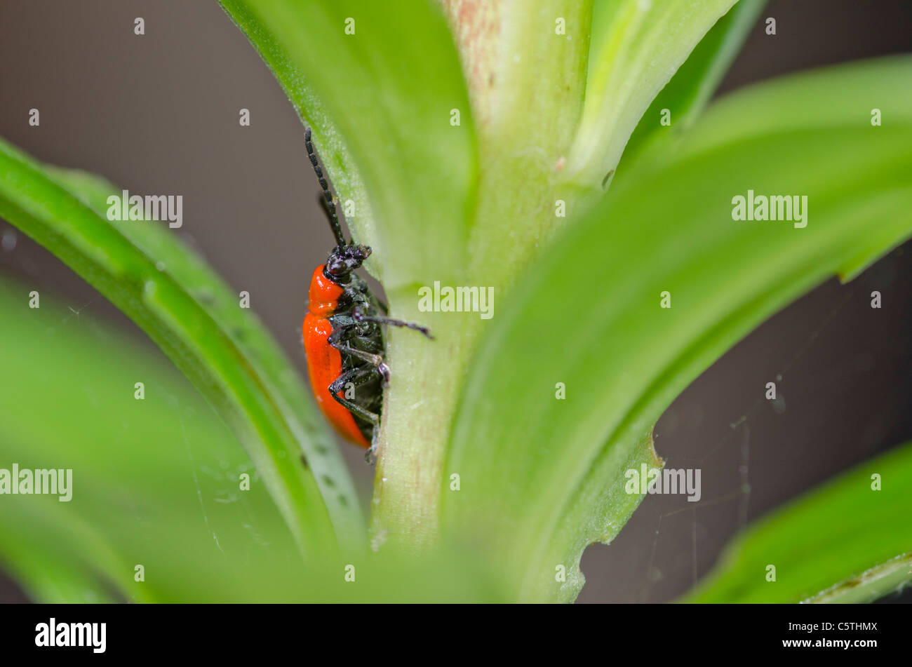 Lilien schadling Fotos und Bildmaterial in hoher Auflösung Alamy
