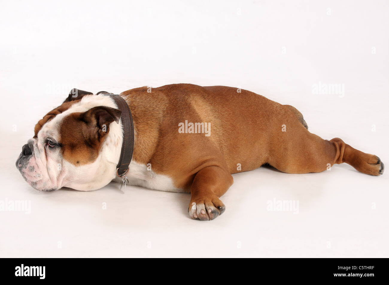Englische Bulldogge auf weißem Hintergrund Stockfoto