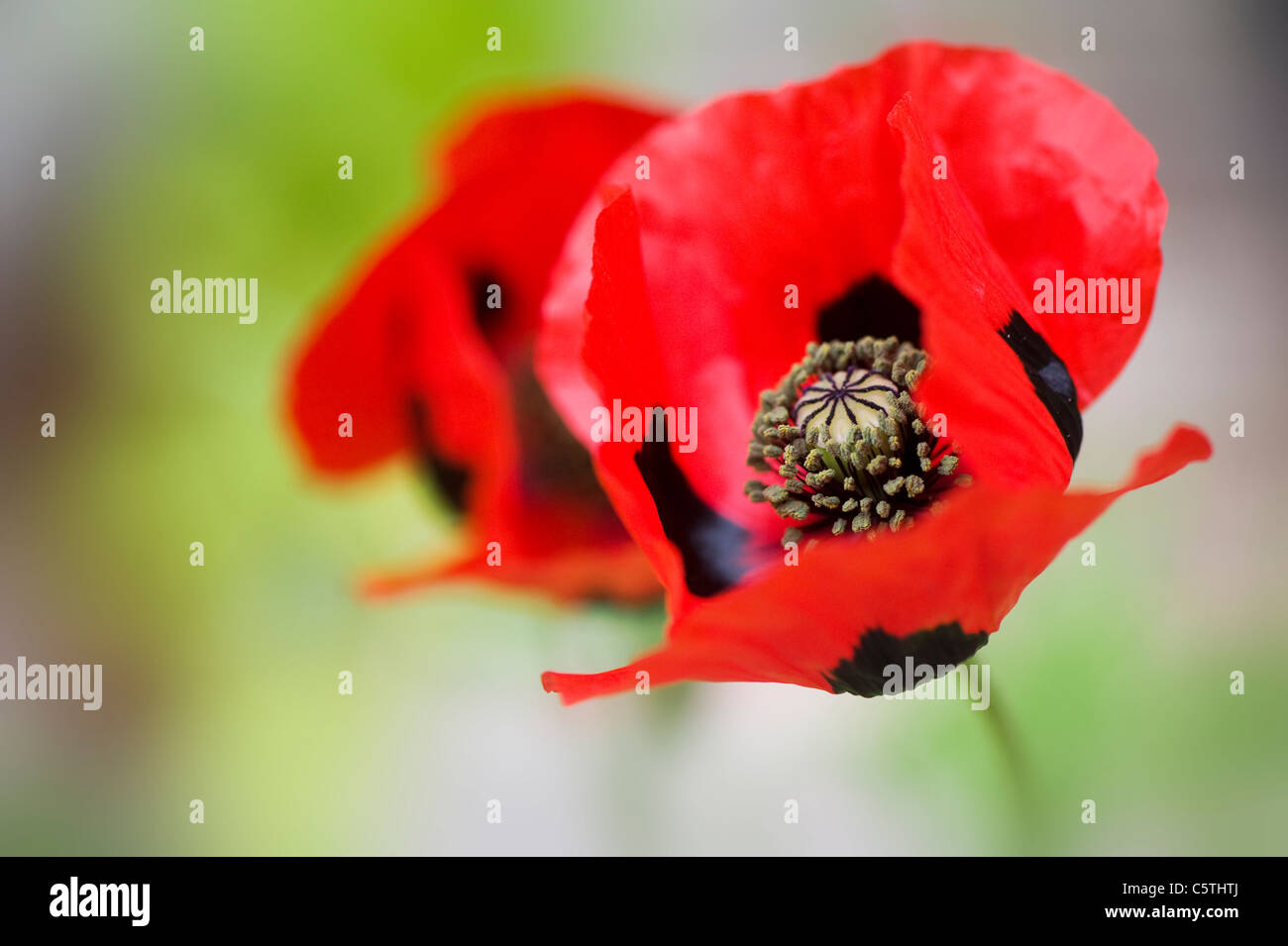 Marienkäfer-Mohn - Papaver Commutatum Mohn Stockfoto