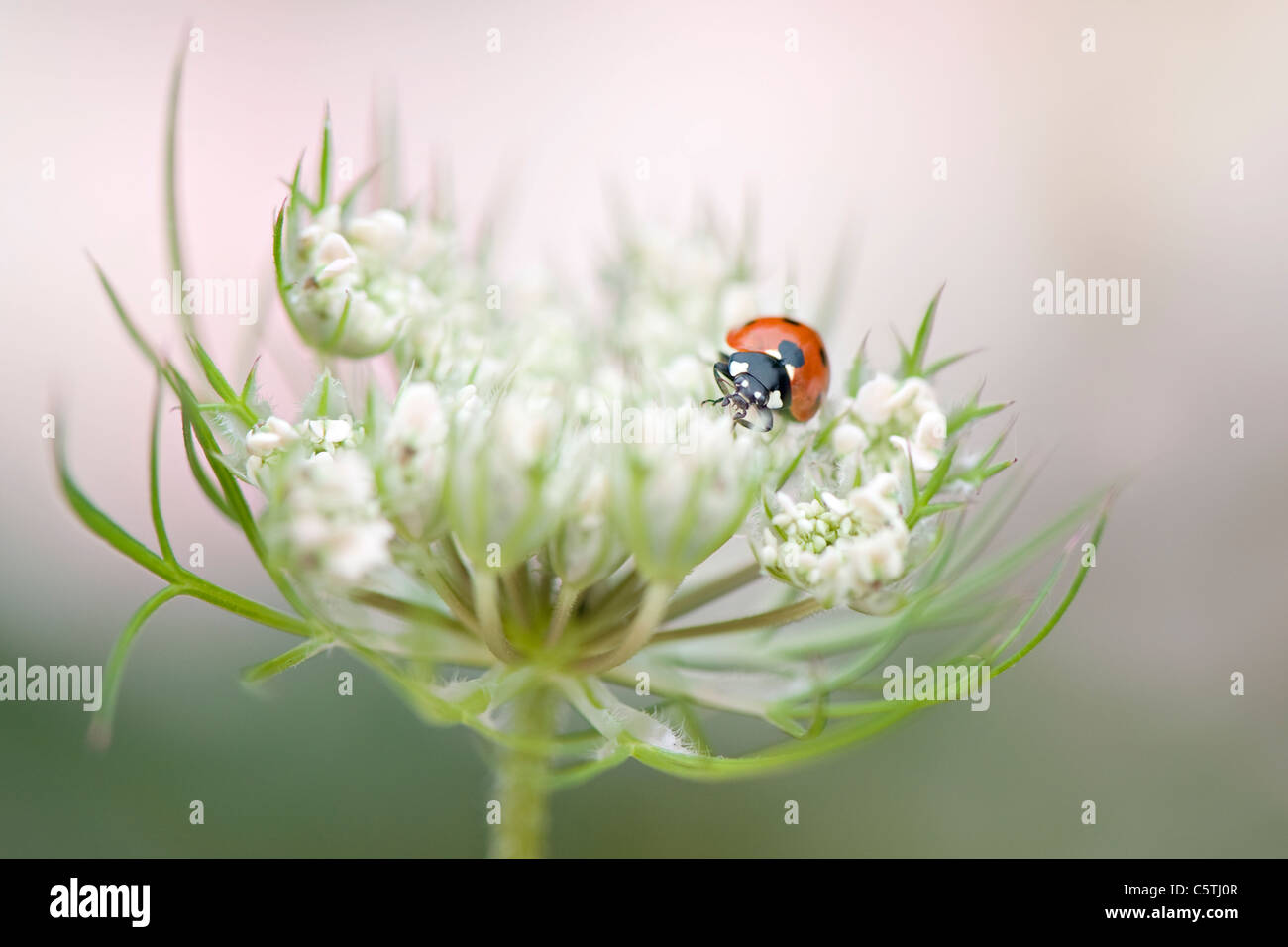 Eine einzelne 7-Punkt Marienkäfer auf eine Queen Anne es Lace Blume HeadCoccinella septempunctata Stockfoto