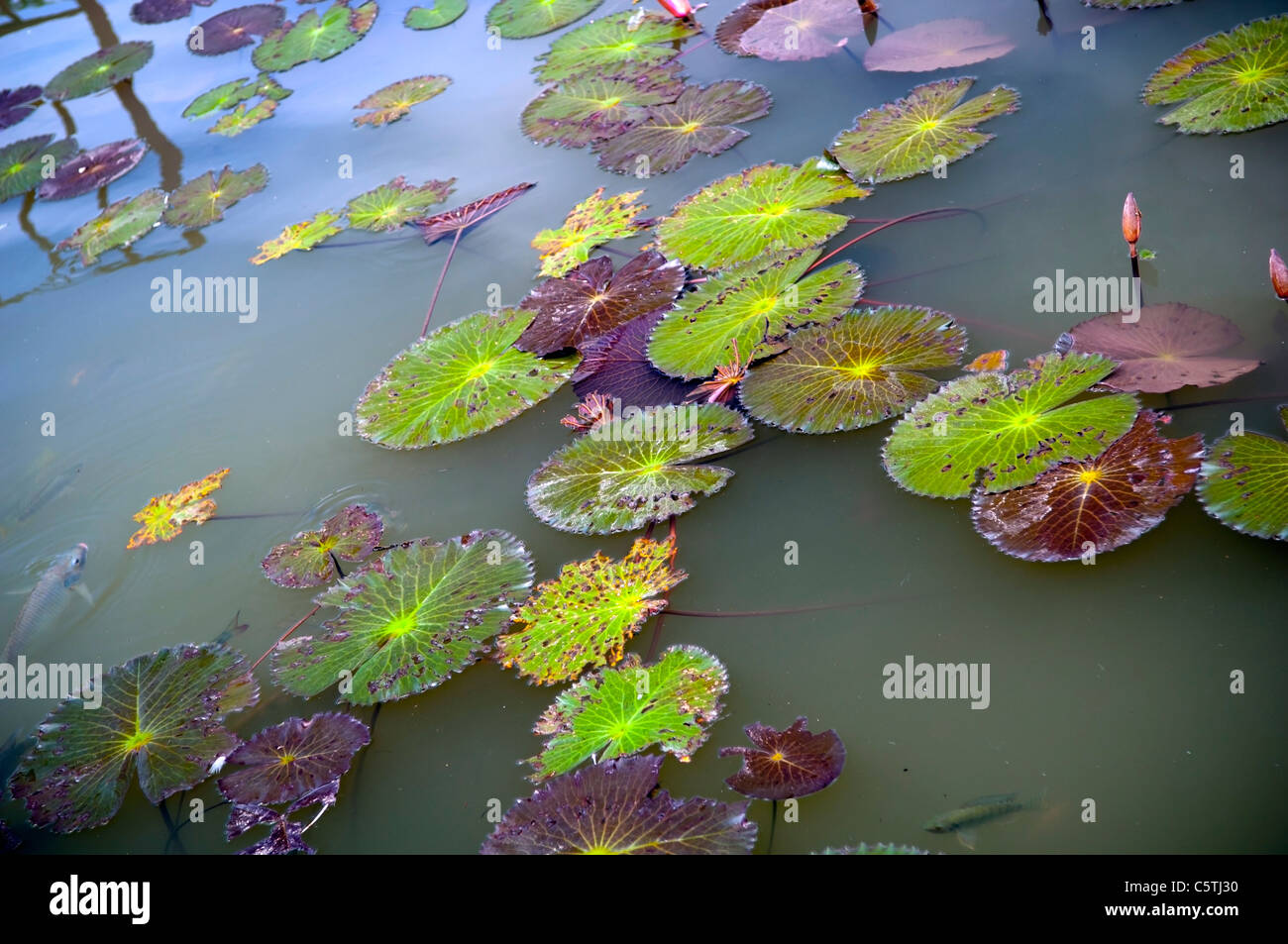 Bunte Lily Pad auf einem Teich Stockfoto