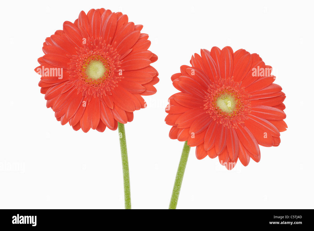 Gerbera Blüten, Nahaufnahme Stockfoto