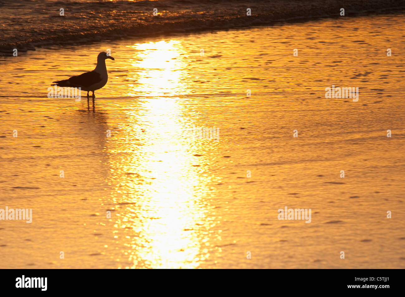 Neuseeland, East Cape, Anaura Bucht, Möwe im Morgengrauen Stockfoto