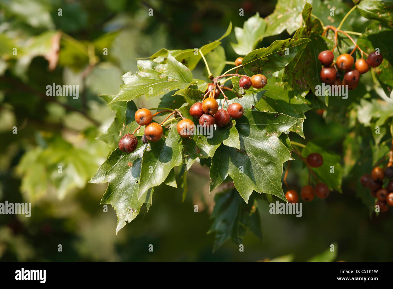 Österreich, Ansicht von Früchten auf Elsbeere-Baum Stockfoto