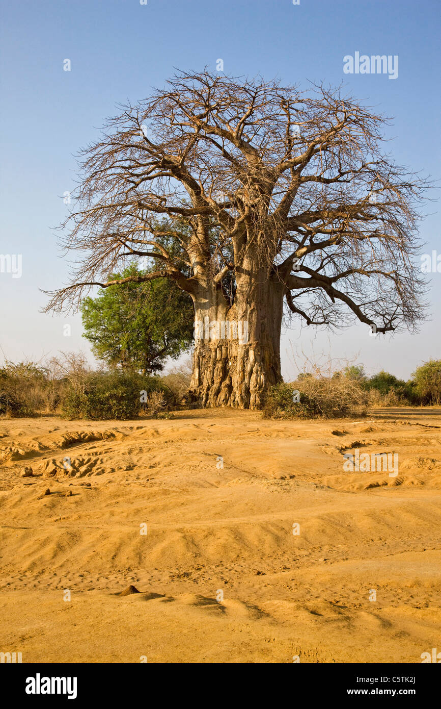 Afrika, Sambia, Baobab-Baum auf savannah Stockfoto