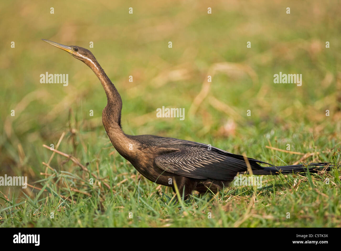 Afrika, Botswana, Snakebird (Anhinga Melanogaster Rufa) Stockfoto