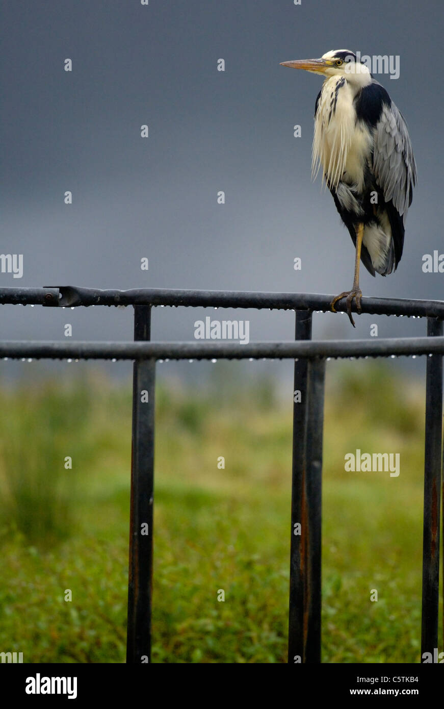 GREY HERON Ardea Cinerea Erwachsener thront auf einem Vieh-Feeder. Oktober.  Isle of Mull, Schottland, Vereinigtes Königreich Stockfoto