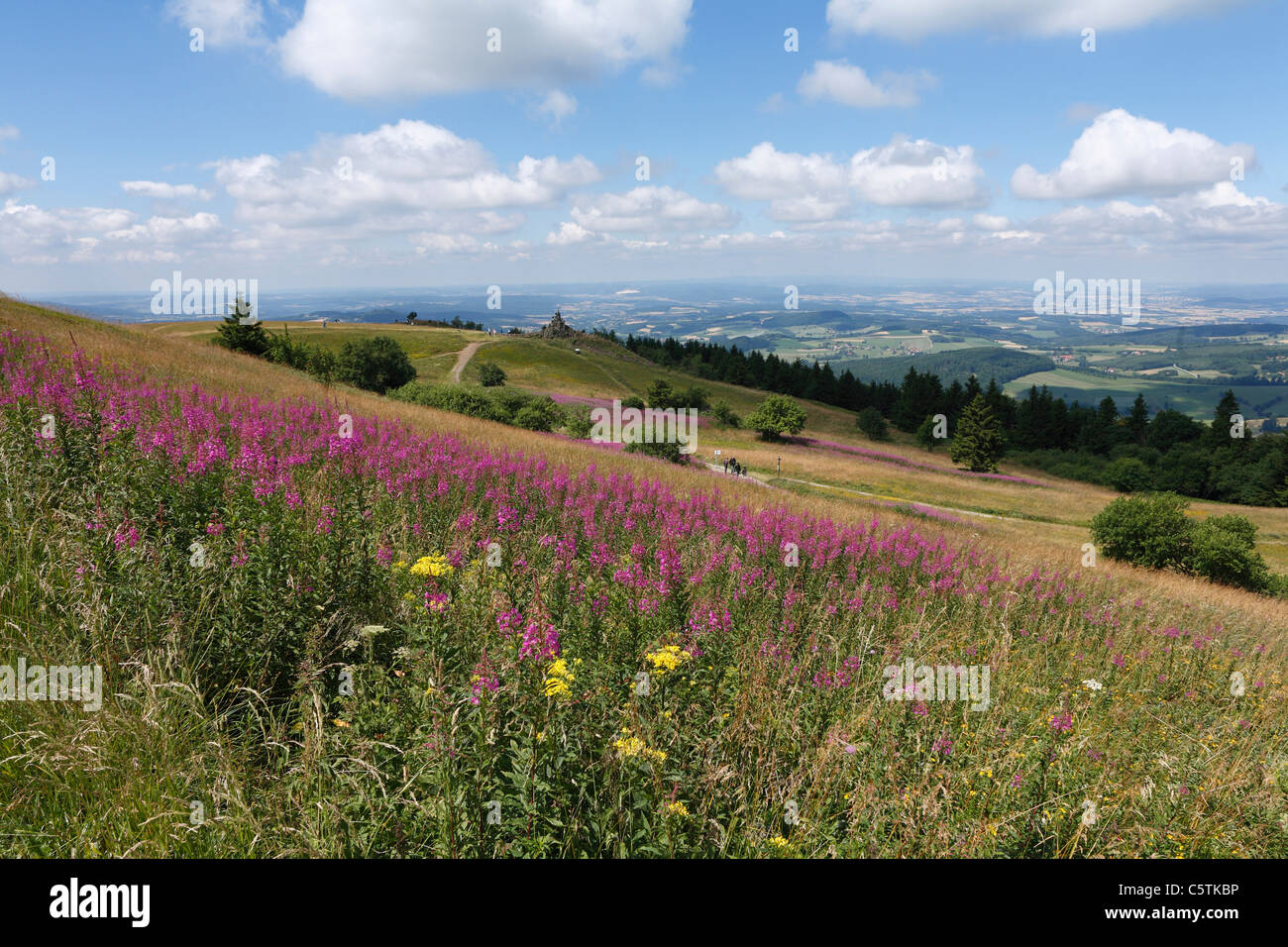 Deutschland, Hessen, Rhön, Blick auf Weidenröschen Blumen mit Bergen Stockfoto