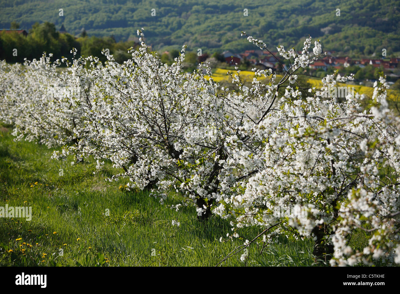 Deutschland, Bayern, Unterfranken, Blick auf blühende Kirsche Bäume Stockfoto