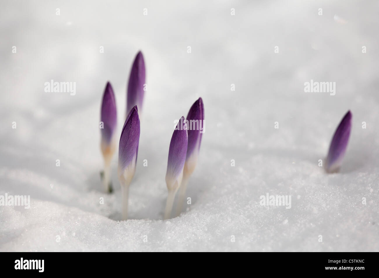 Deutschland, Bayern, Blick von Krokus Knospen im Schnee Stockfoto