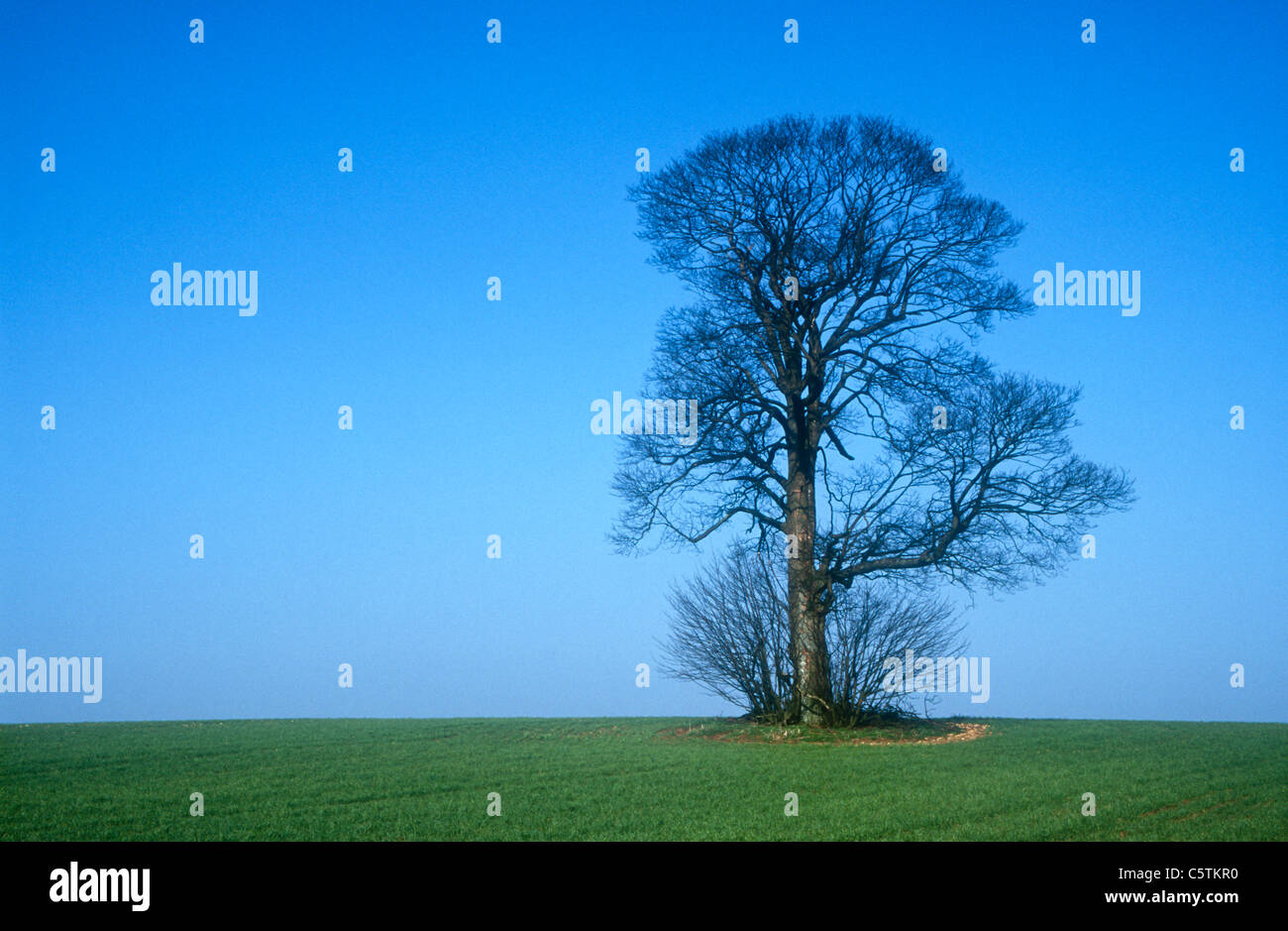 Einzigen Baum am Horizont, Cotswold Hills. England Stockfoto