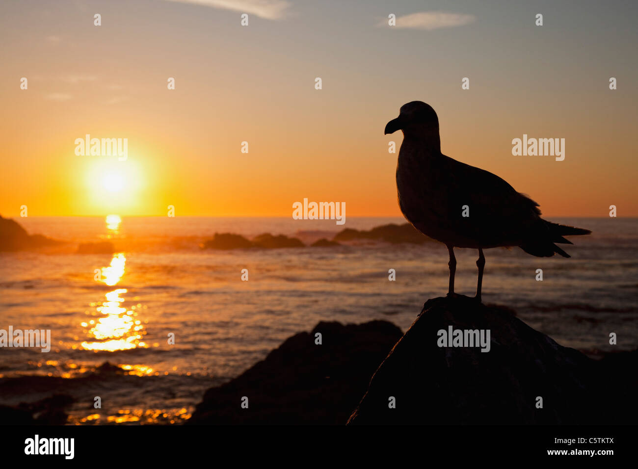 USA, California, California Gull (Larus Californicus) bei Sonnenuntergang Stockfoto