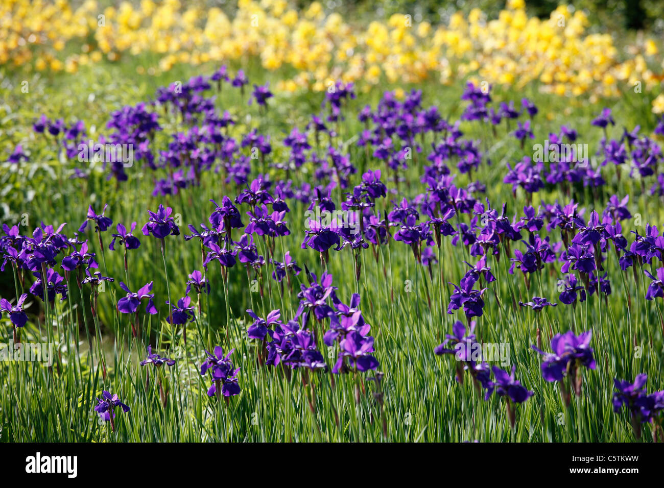 Deutschland, Bayern, Blick auf violette Iris Feld Stockfoto