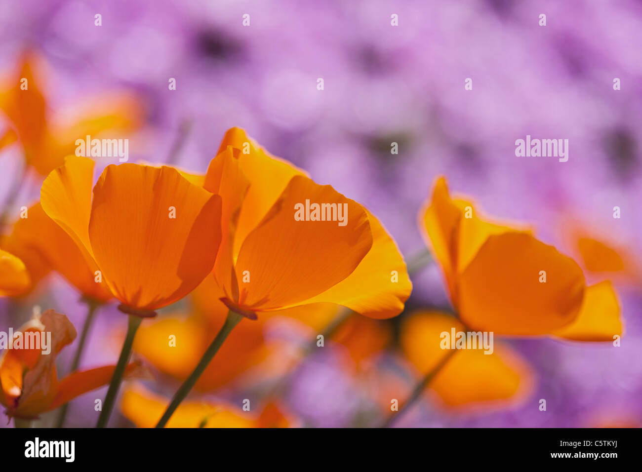 USA, California, California Poppies (Escholzia Kalifornien) Stockfoto