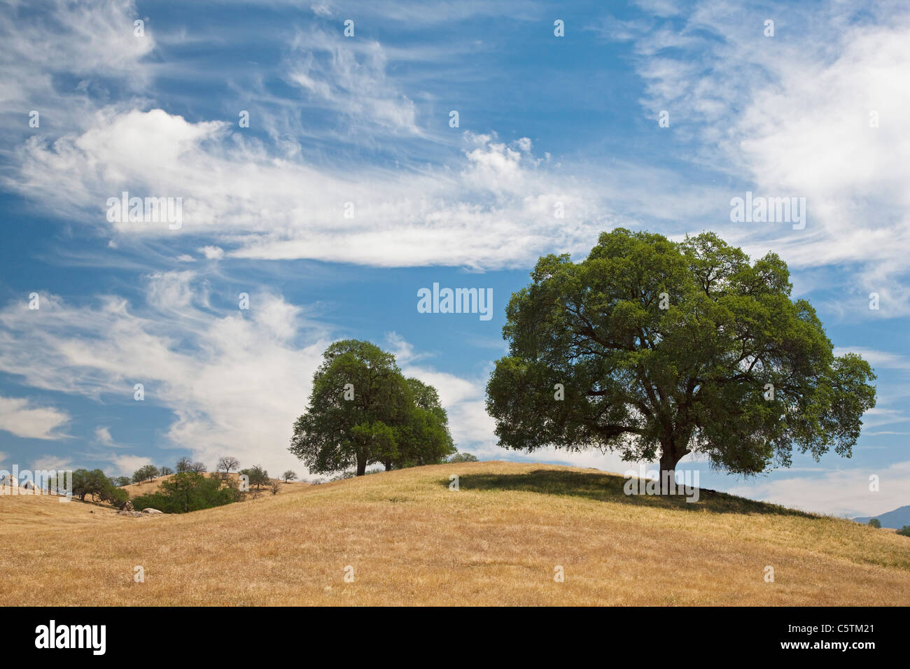 USA, California, Laubbäume in Hügellandschaft Stockfoto