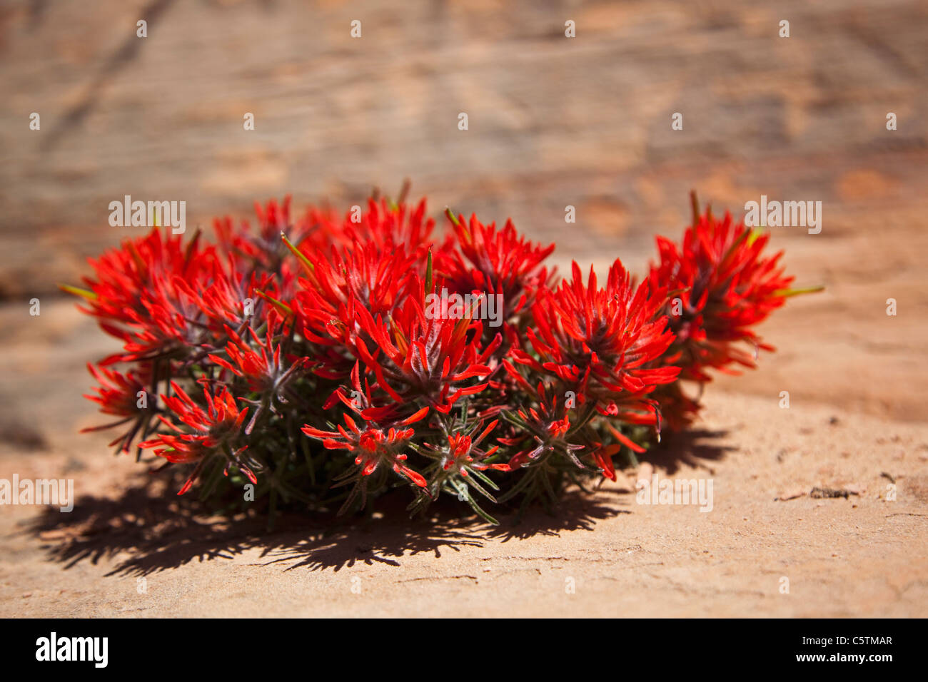 USA, Arizona, Wüste Pinsel (Castilleja Chromosa), Nahaufnahme Stockfoto
