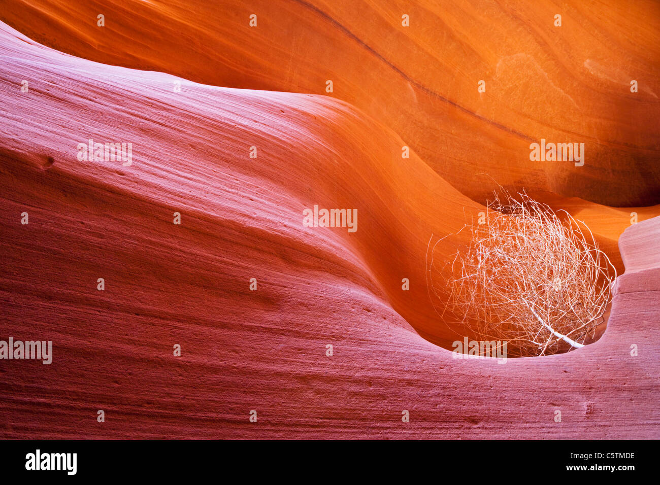 USA, Arizona, Lower Antelope Canyon, Tumbleweed (Salsola Tragus) Stockfoto