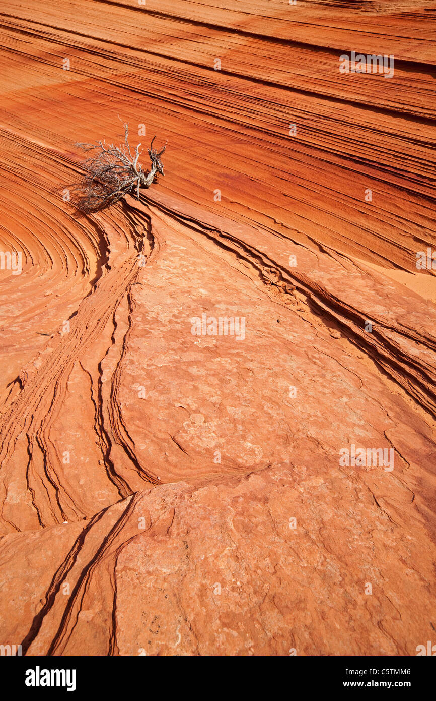 USA, Utah, South Coyote Buttes, Dead Branch in Landschaft Stockfoto