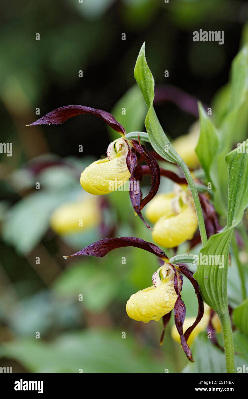 Deutschland, Bayern, gelbe Ladys Slipper Blume, Nahaufnahme Stockfoto