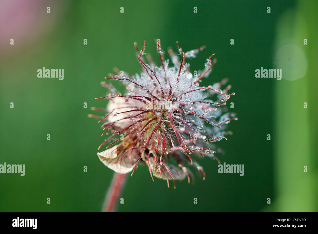 Deutschland, Bayern, Wasser Avens, Nahaufnahme Stockfoto