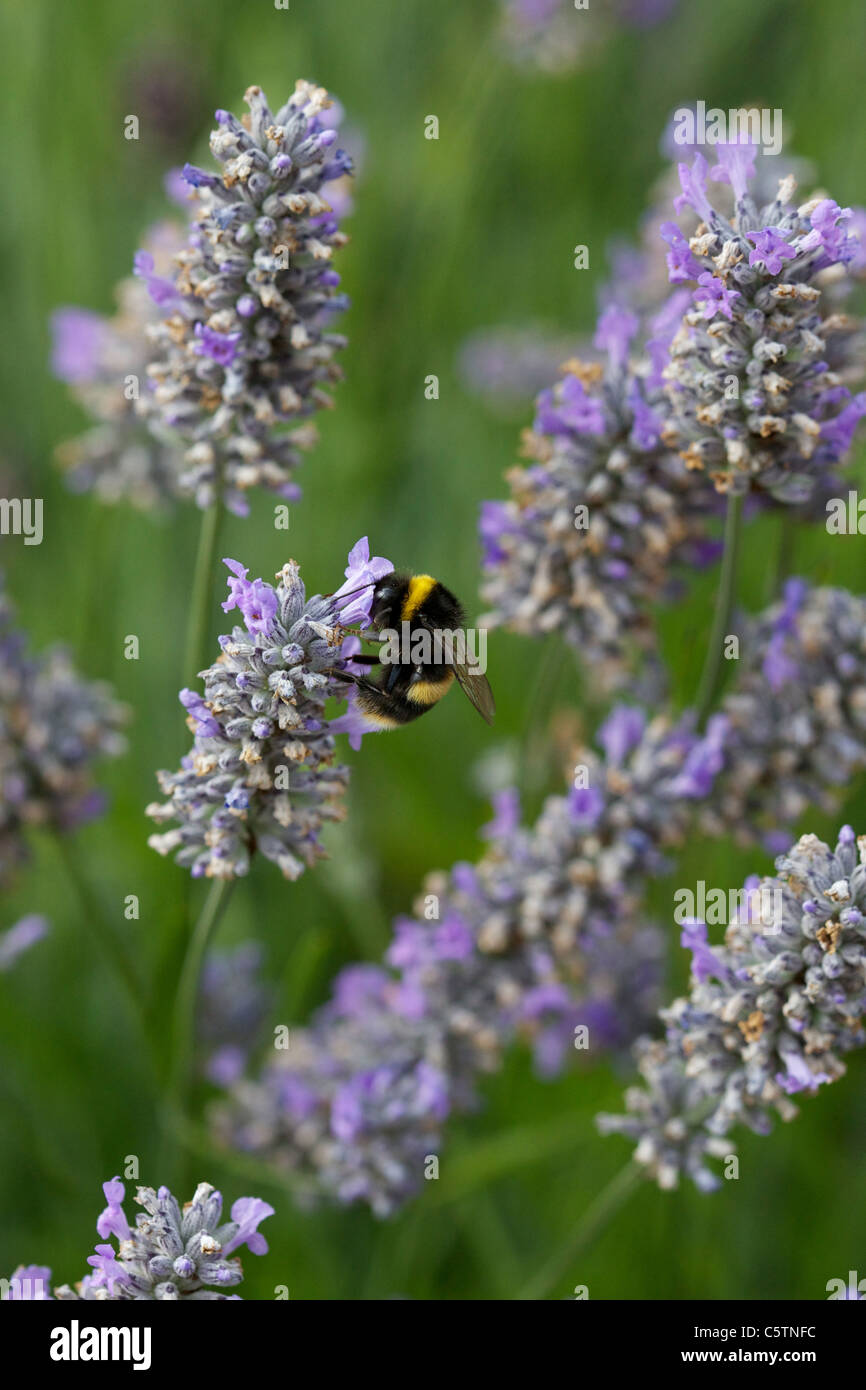 Hummel, Bombus Apidae, sammeln von Pollen und ernähren sich von Nektar aus einer Pflanze Lavendel (Lavandula) Stockfoto