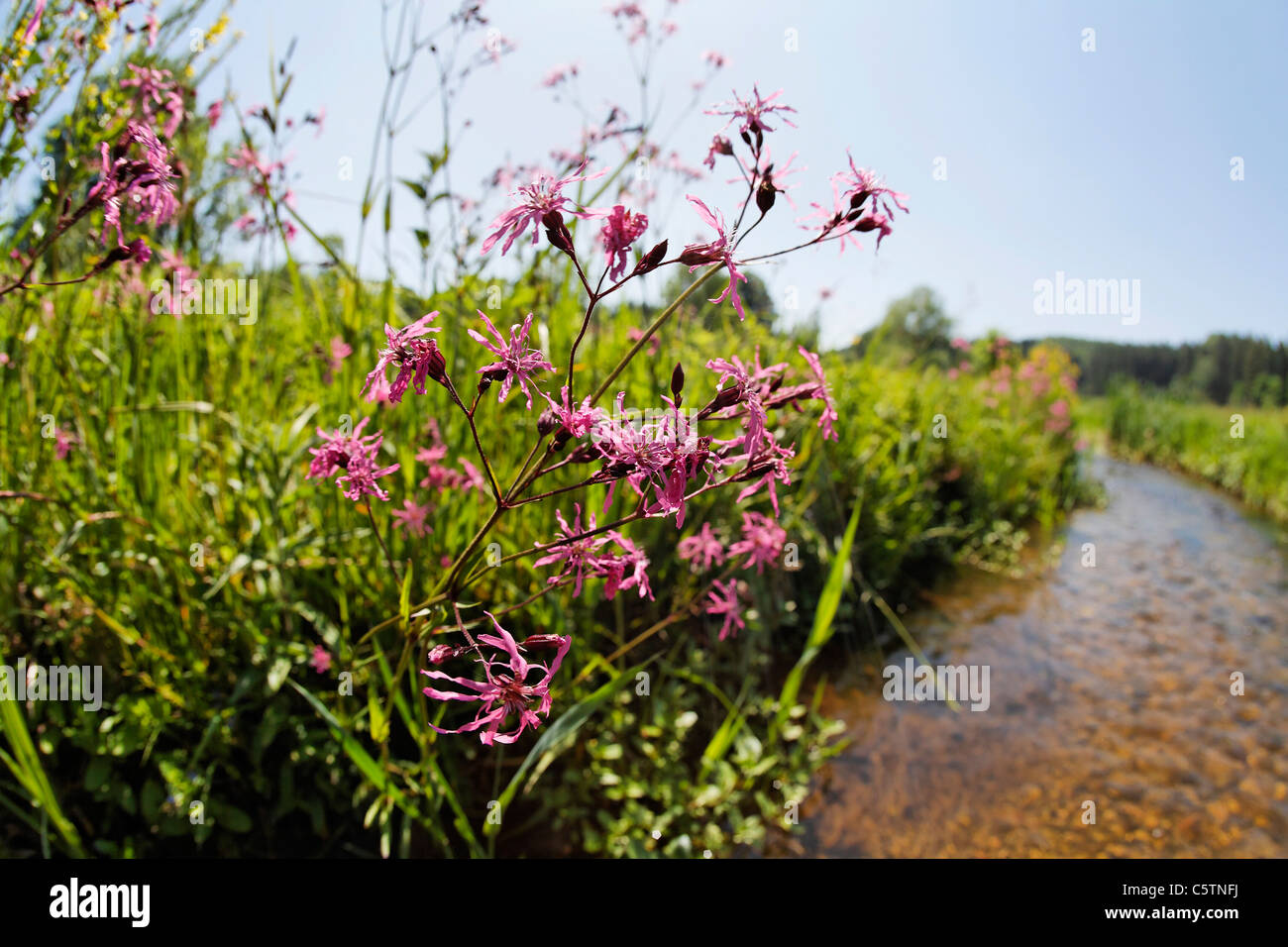 Deutschland, Bayern, Blick auf Kuckuck Blume Stockfoto