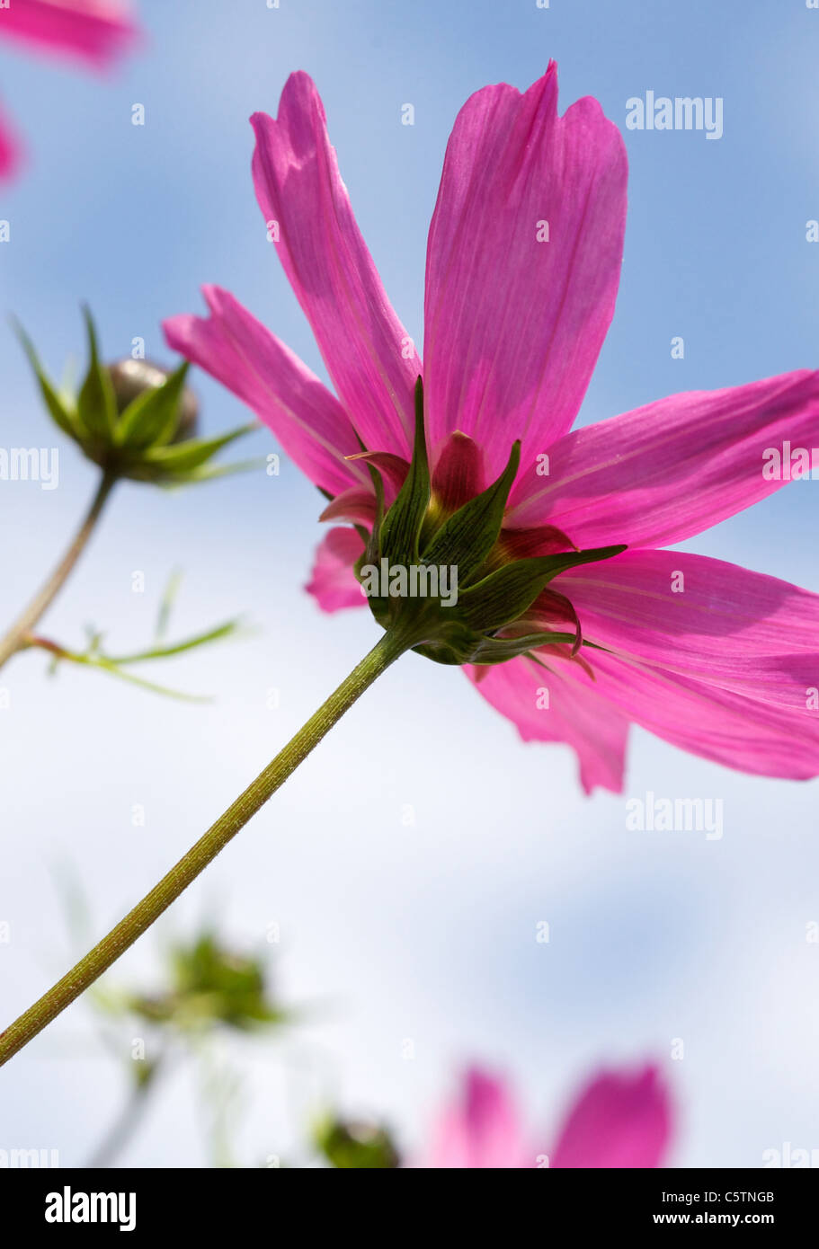 Cosmos Bipinnatus, rosa Blüte mit gelber Mitte, beliebte Sommerblume Bettwäsche. Formen ordentlich gefiederten Büsche Stockfoto