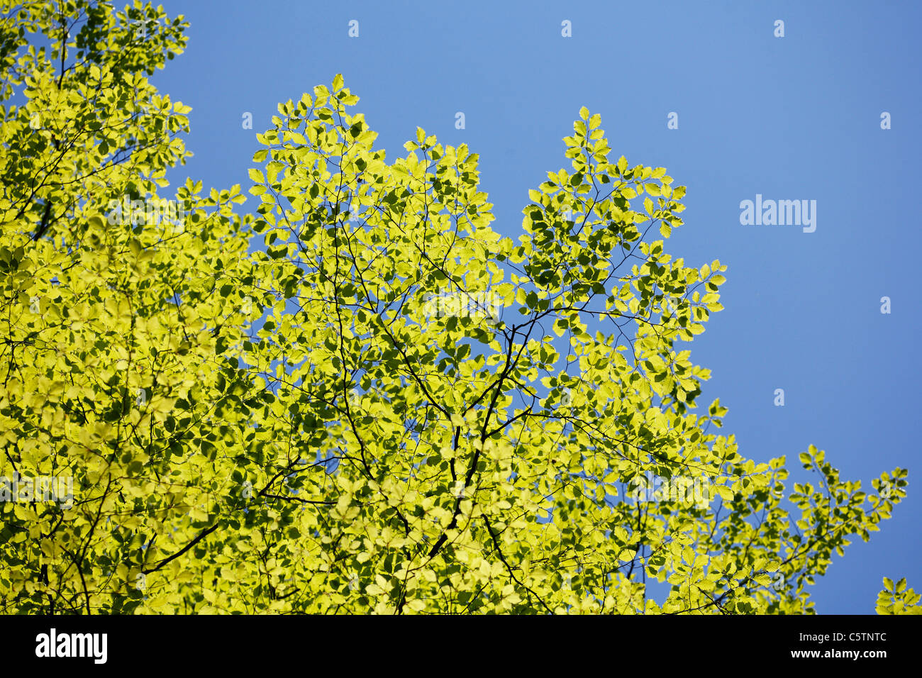 Deutschland, Bavraia, junge Blätter der Buche Stockfoto