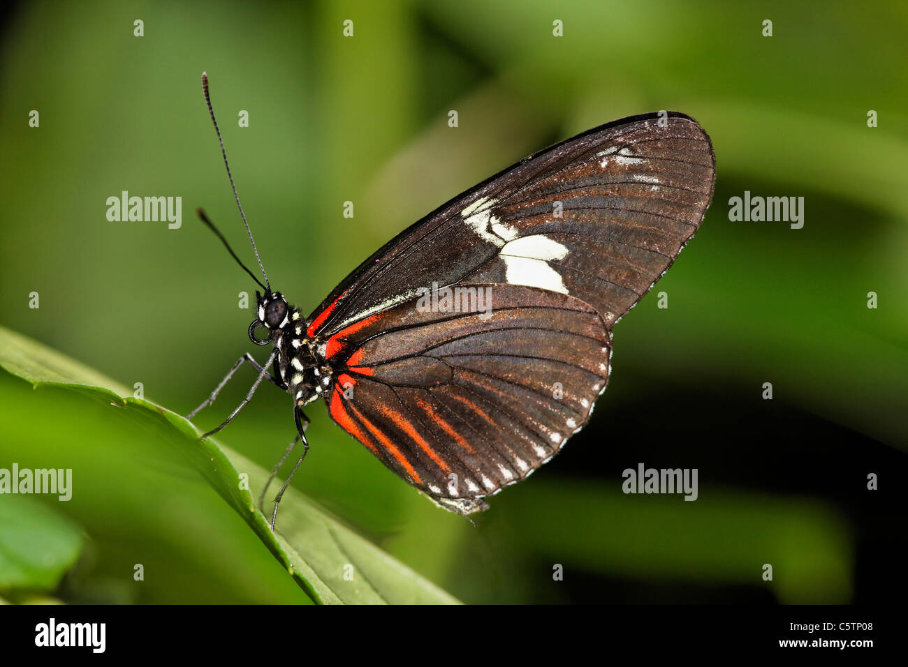 Costa Rica, Longwing Schmetterling auf Blatt Stockfoto