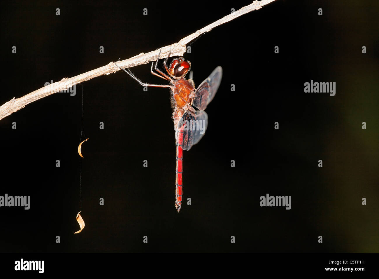 Costa Rica, Dragonfly Zweig hängen Stockfoto