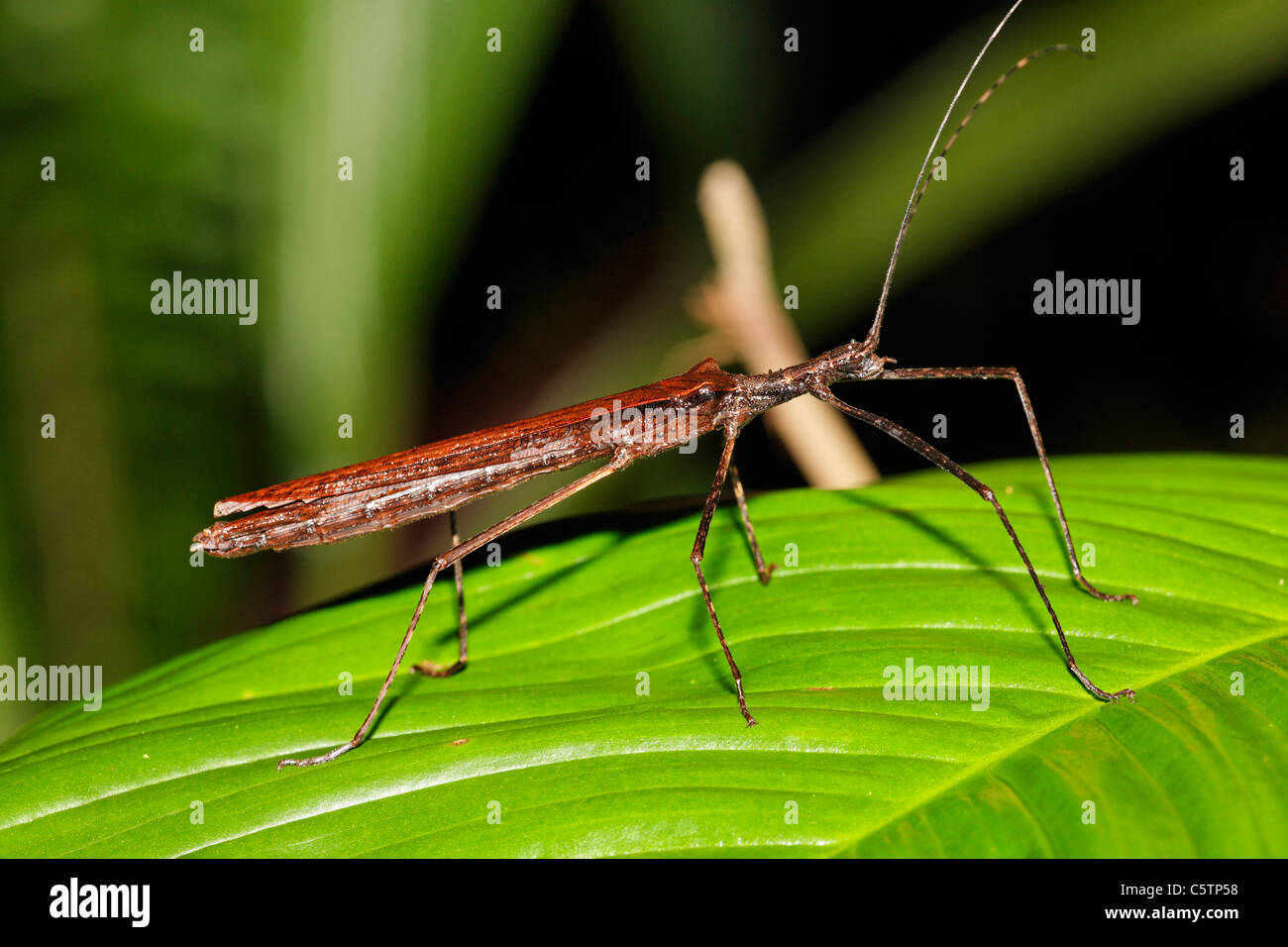 Costa Rica, Phasmatodea auf Blatt Stockfoto