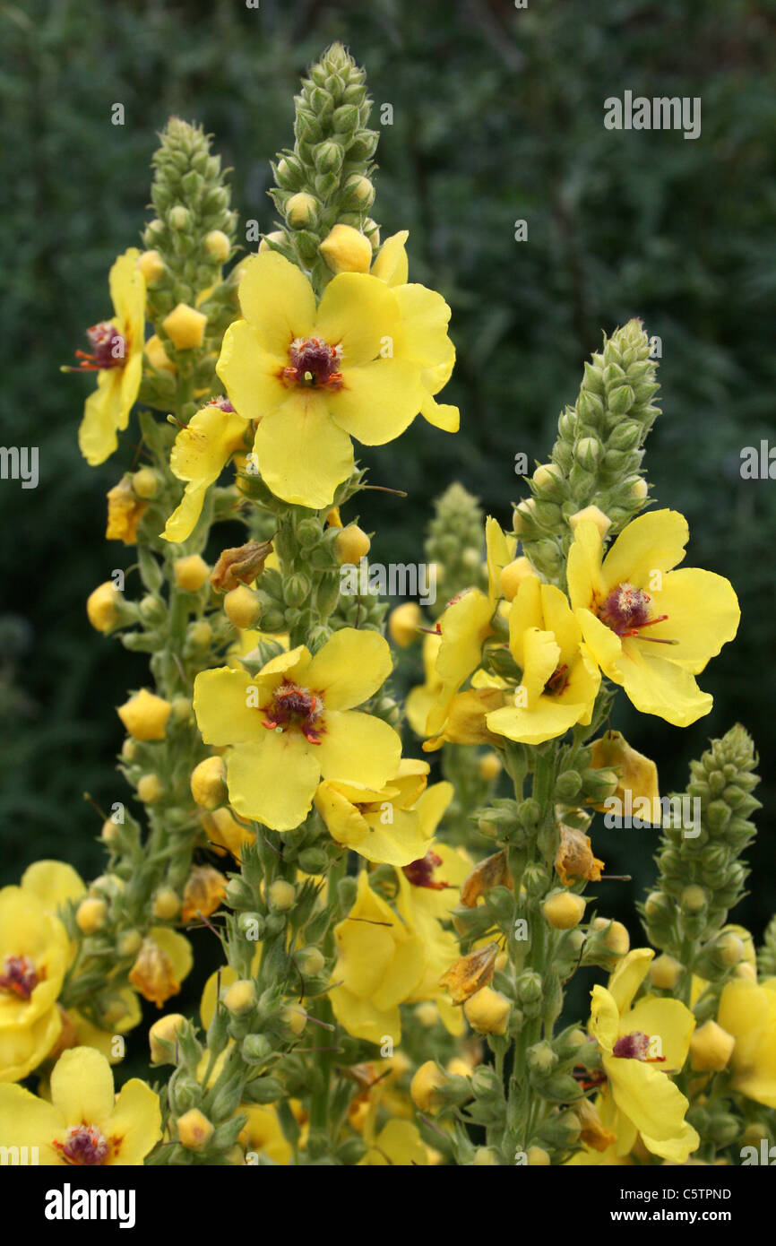 Dunkle Königskerze Verbascum nigrum Stockfoto